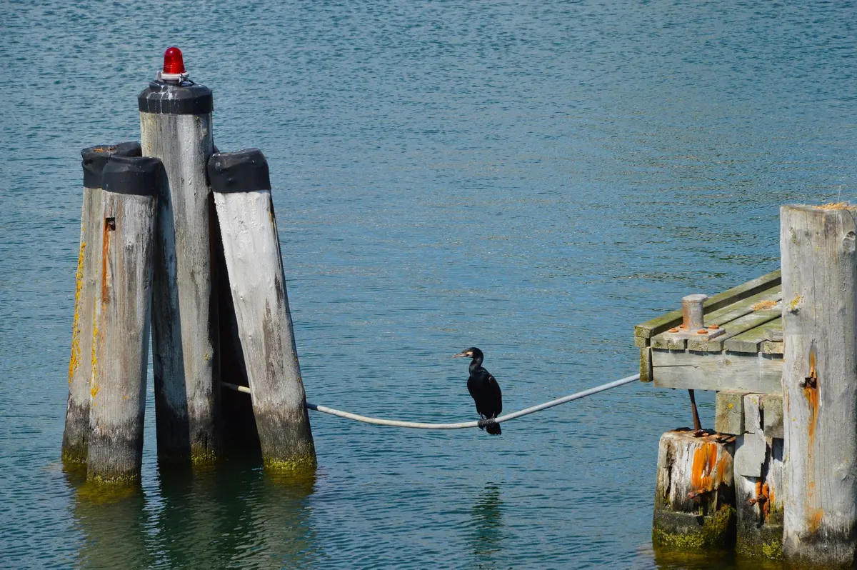 How to Install Wood Dock Pilings Without a Barge